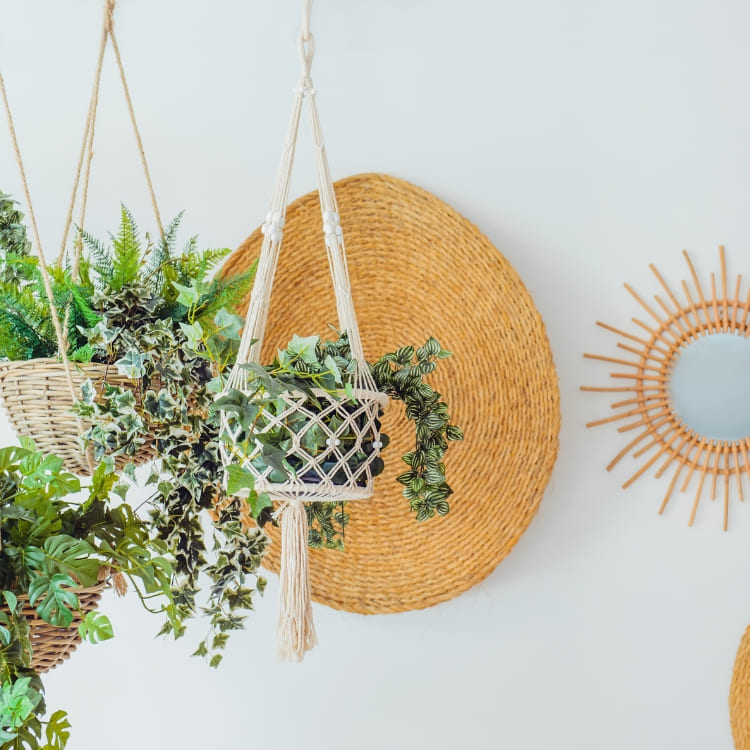 Comprar Plantas Colgantes Online con Envío a Domicilio
