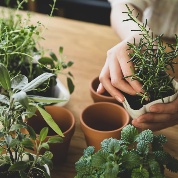 Comprar Plantas Verdes Online con Envío a Domicilio
