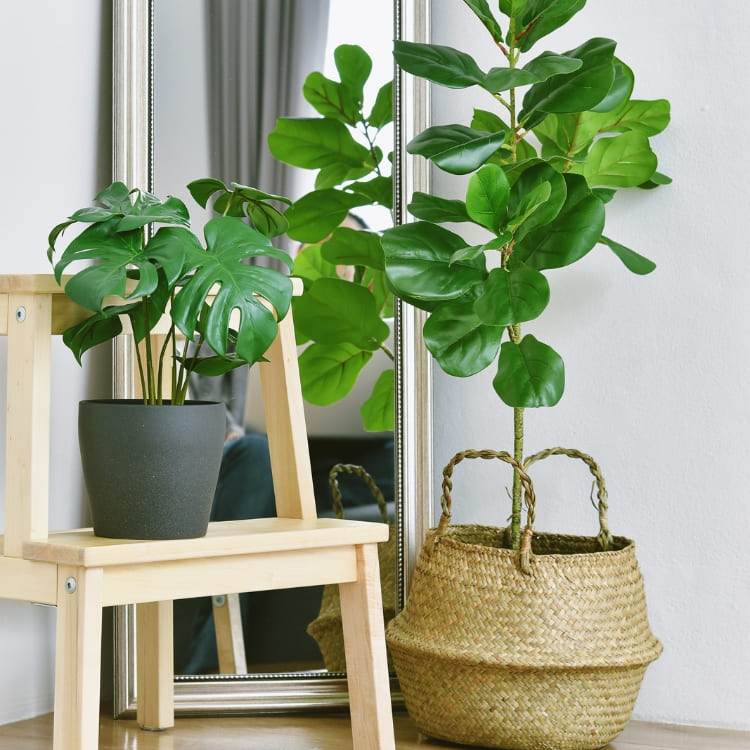 Comprar Plantas de Interior Resistentes online