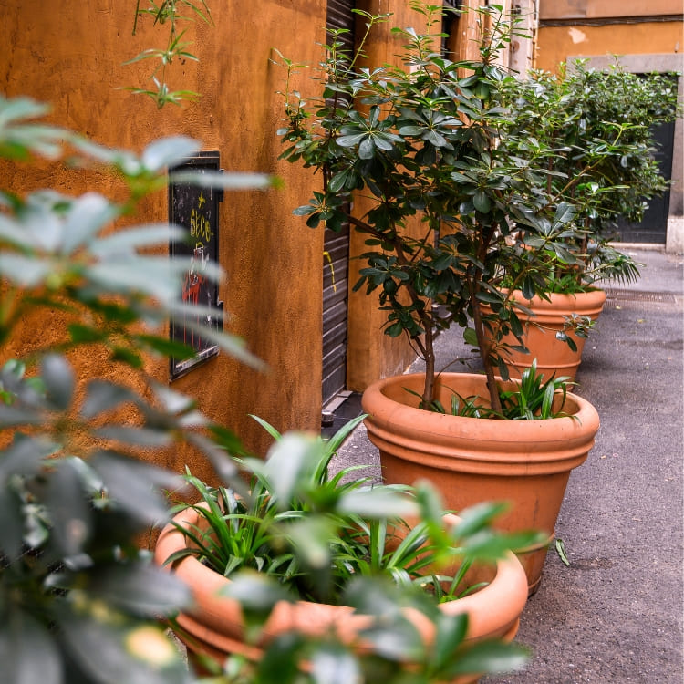 Comprar plantas de exterior para tu jardín