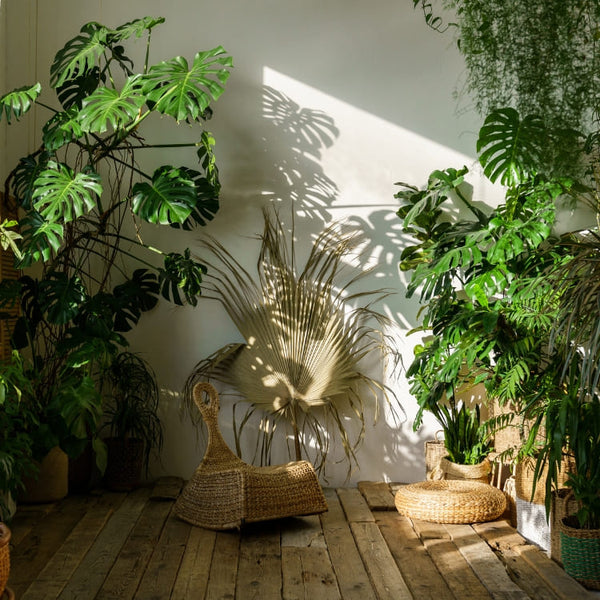 Plantas de interior