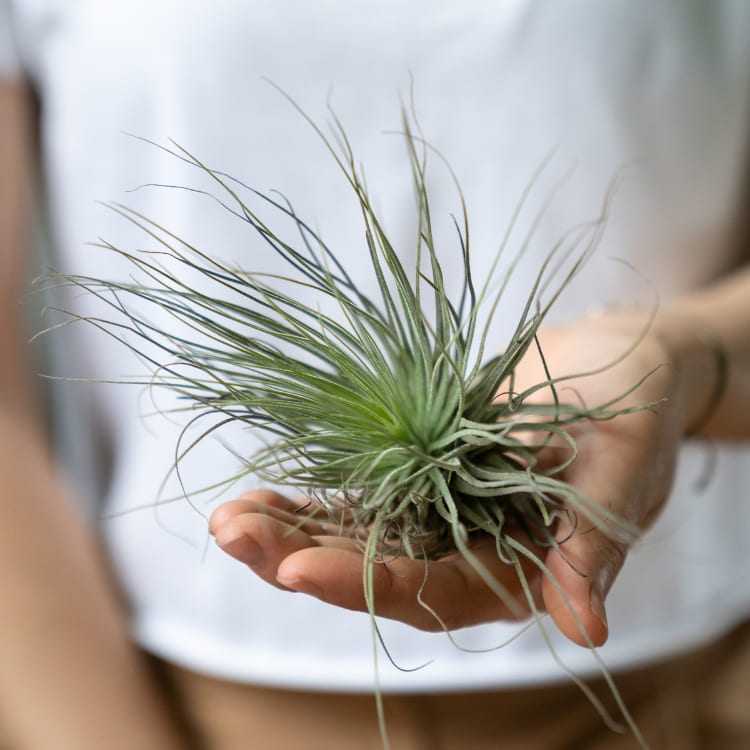 Plantas del Aire | Compra Tillandsias Online