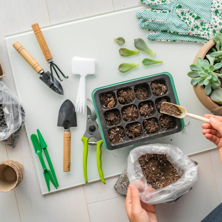 Tu Propio Huerto Urbano con Plantas de Calidad