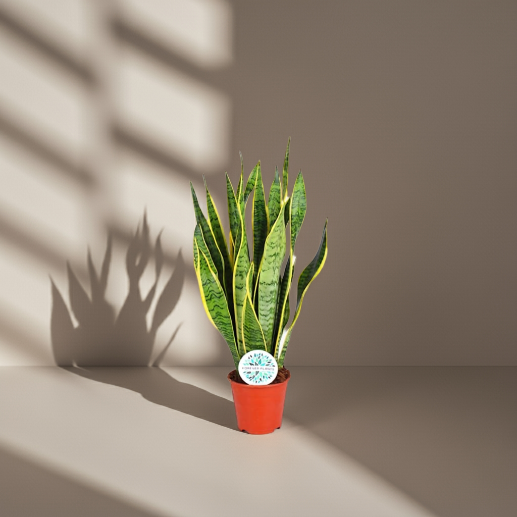 Sansevieria trifasciata