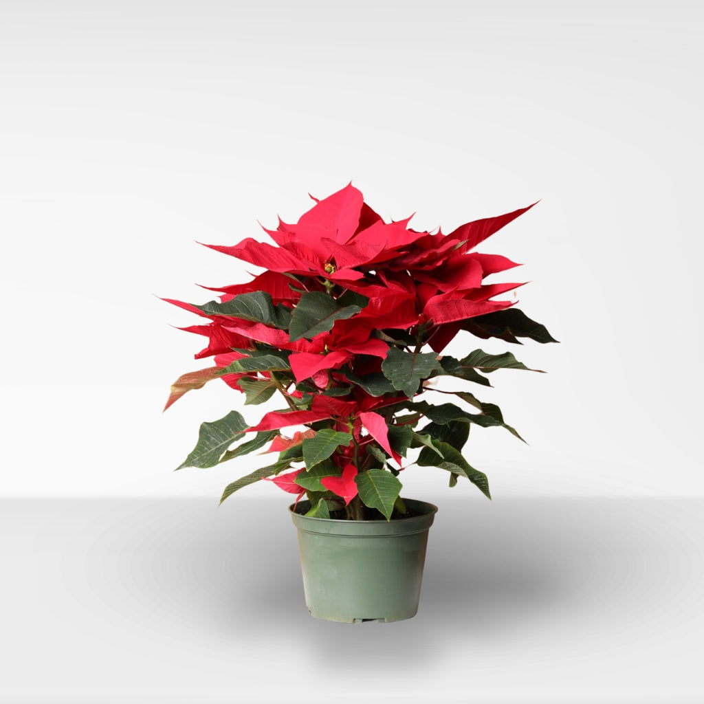 Comprar Flor de Pascua Mediana (Poinsettia)