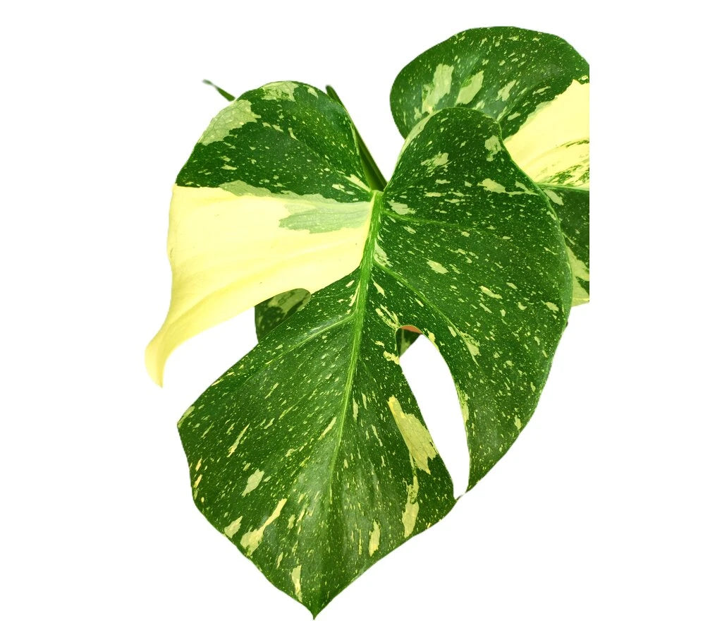 Monstera Thai Constellation