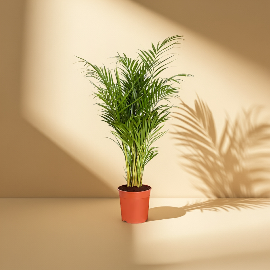 Areca-Palme (Dypsis lutescens)