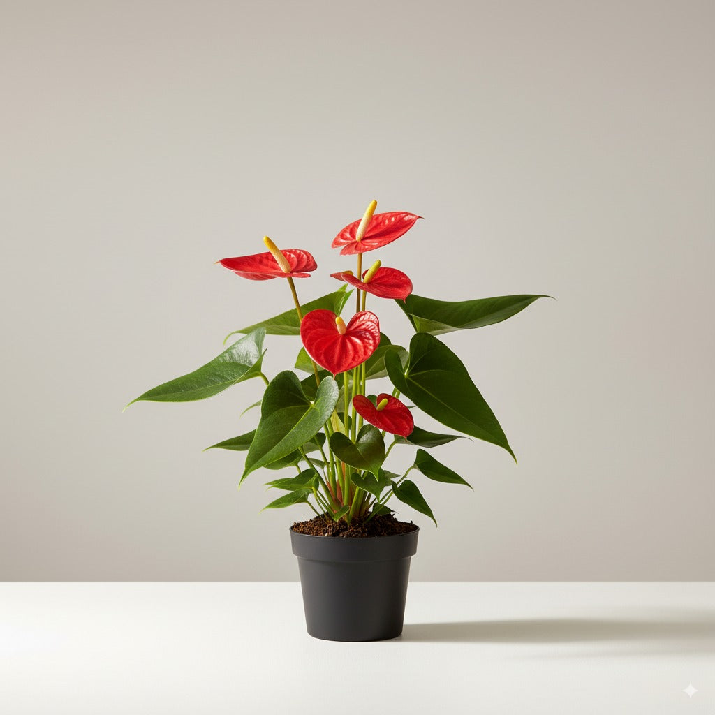 anthurium rouge toxique Achetez de l'Anthurium rouge en ligne chez vous