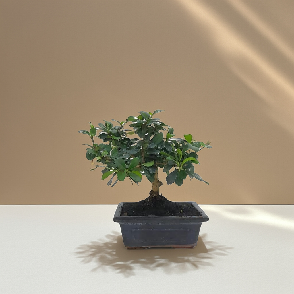Bonsai Carmona (5 años)