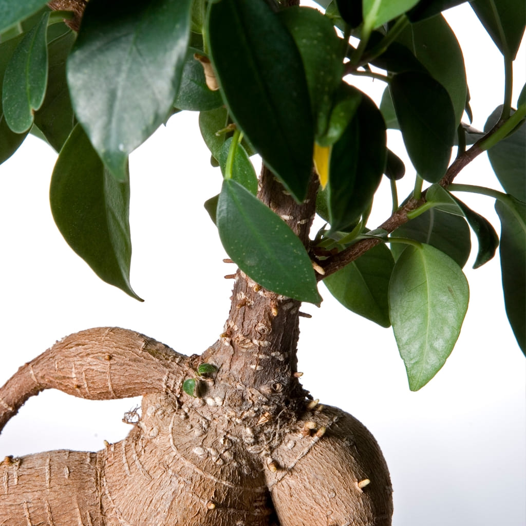 Bonsai Ficus Ginseng online