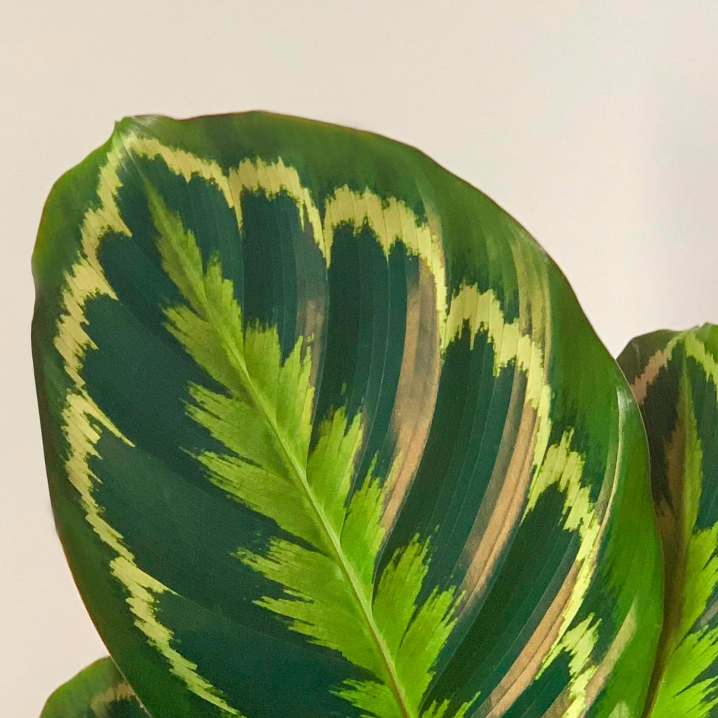 Calathea Medallion online a domicilio