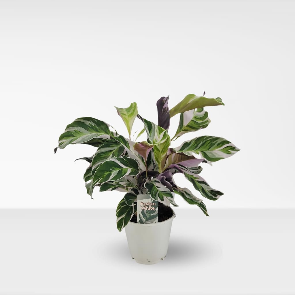 Comprar Calathea White Fusion online a domicilio