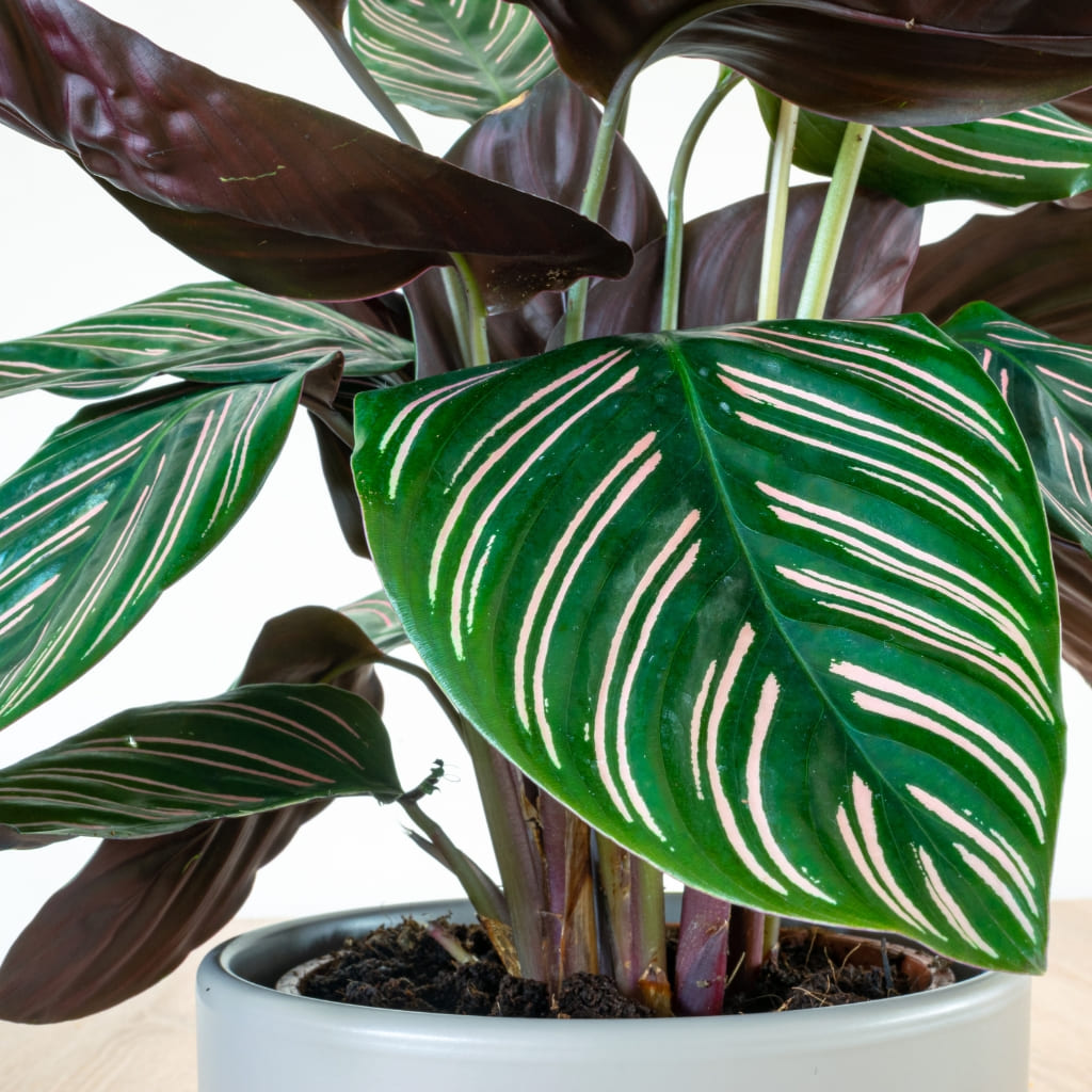 Calathea Ornata comprar online