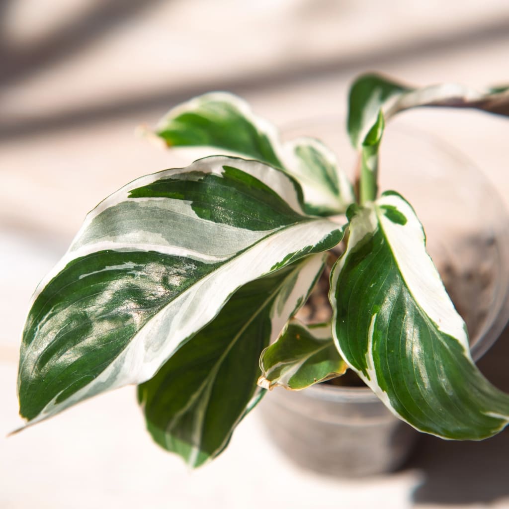 Calathea White Fusion a domicilio