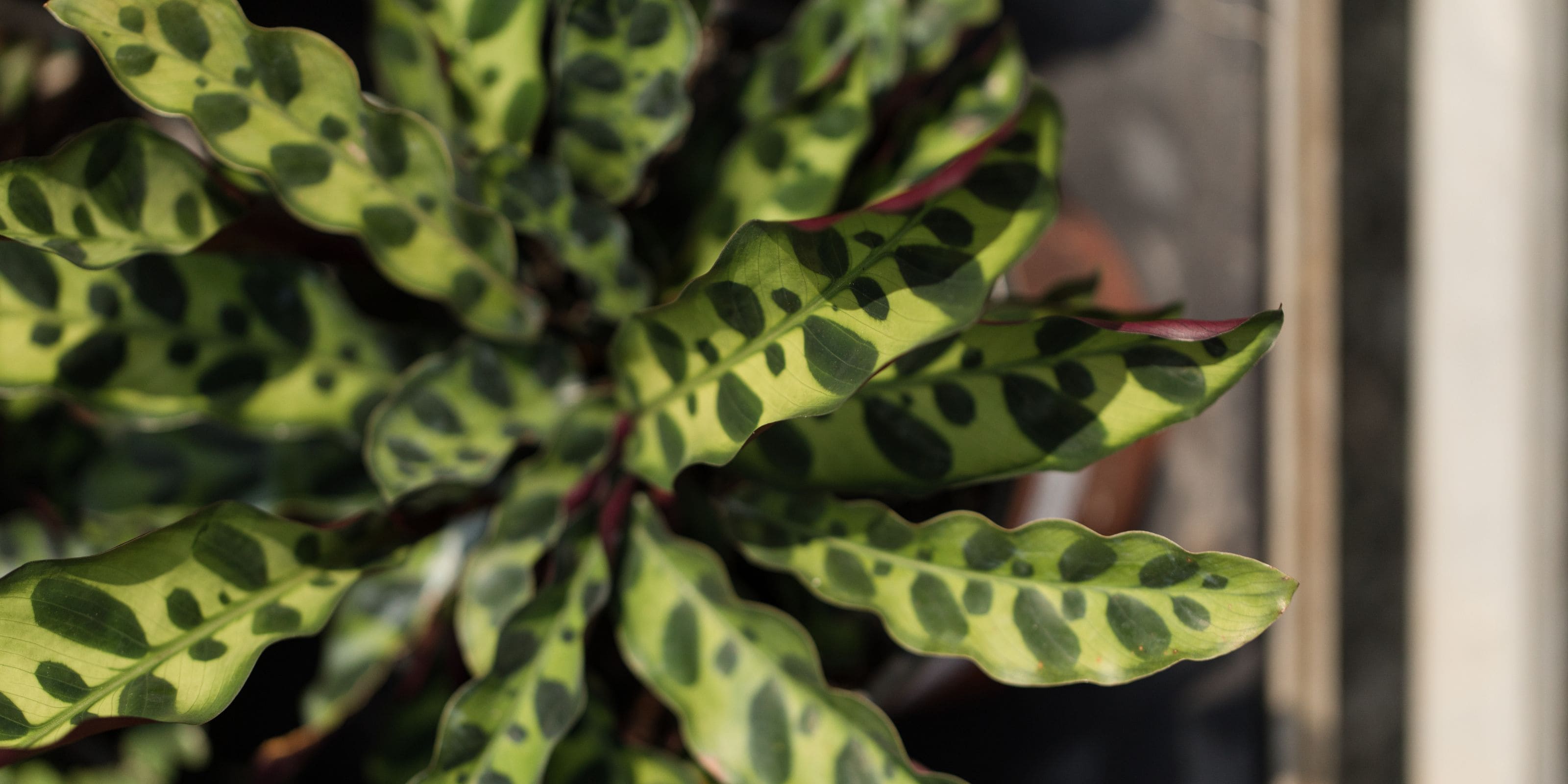 Calatheas online comprar