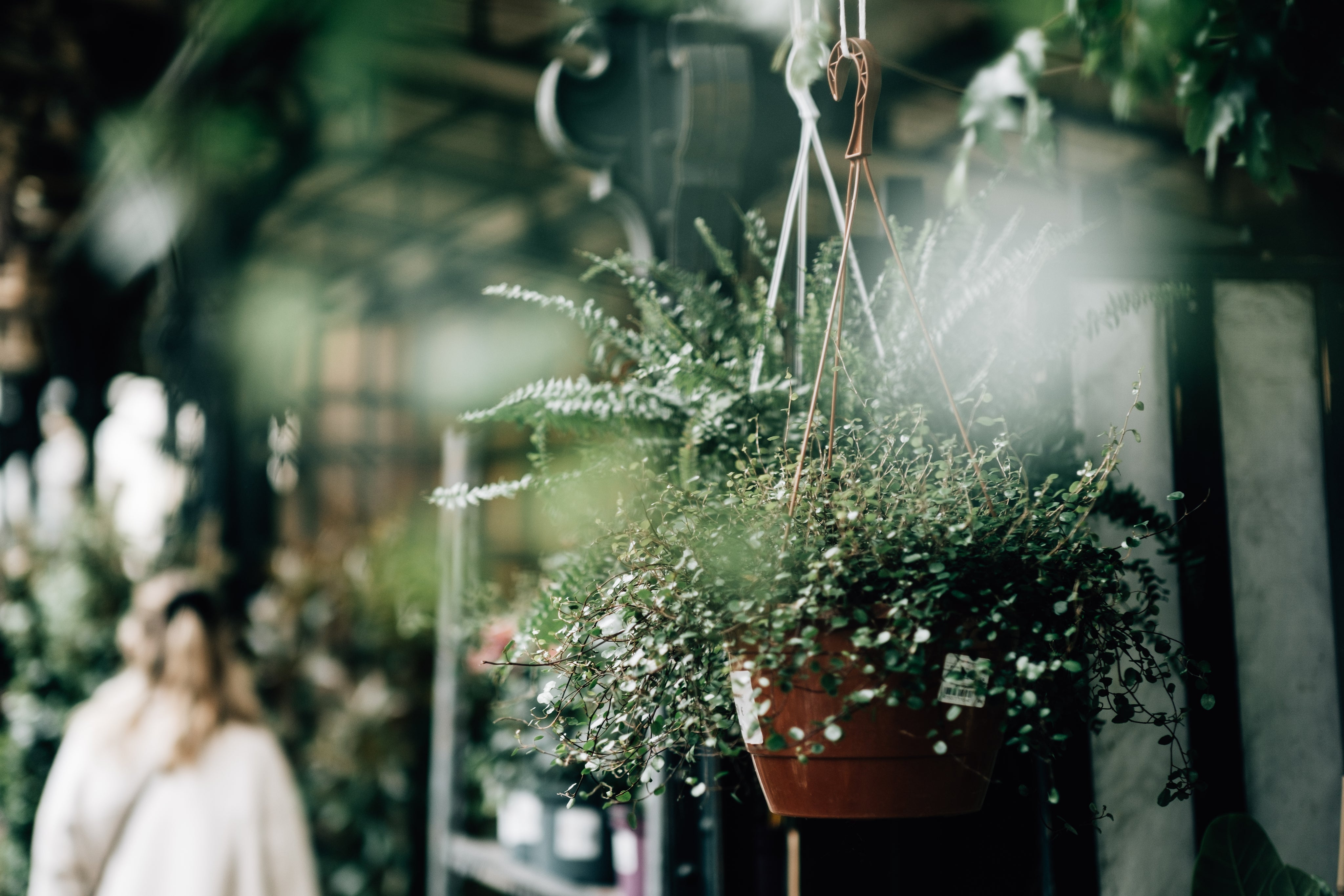 Compra Fácil y Envíos Seguros: Cómo Funcionan Nuestros Envíos de Plantas a Domicilio