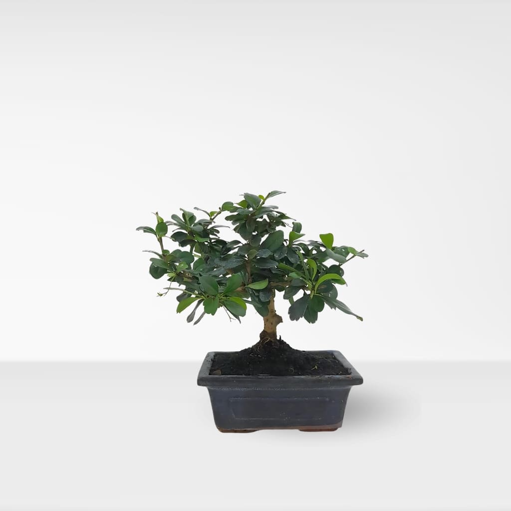 Comprar Bonsai Carmona online