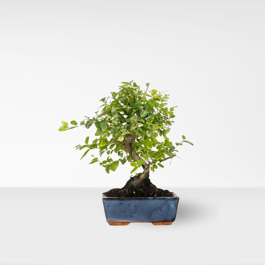 Bonsai Sageretia theezans (6 años)