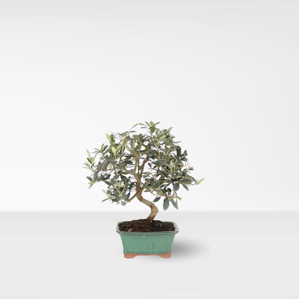 Comprar bonsai de Olivo