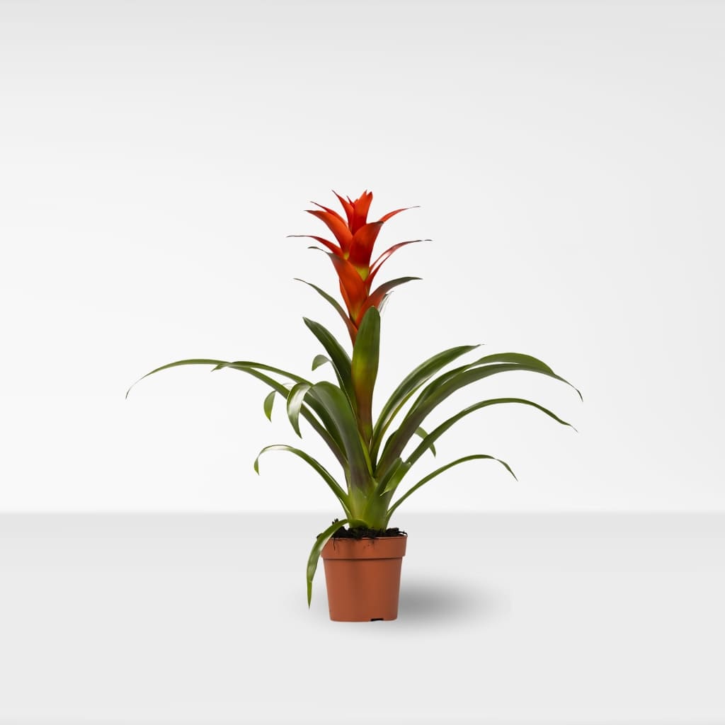 Comprar Bromelia online