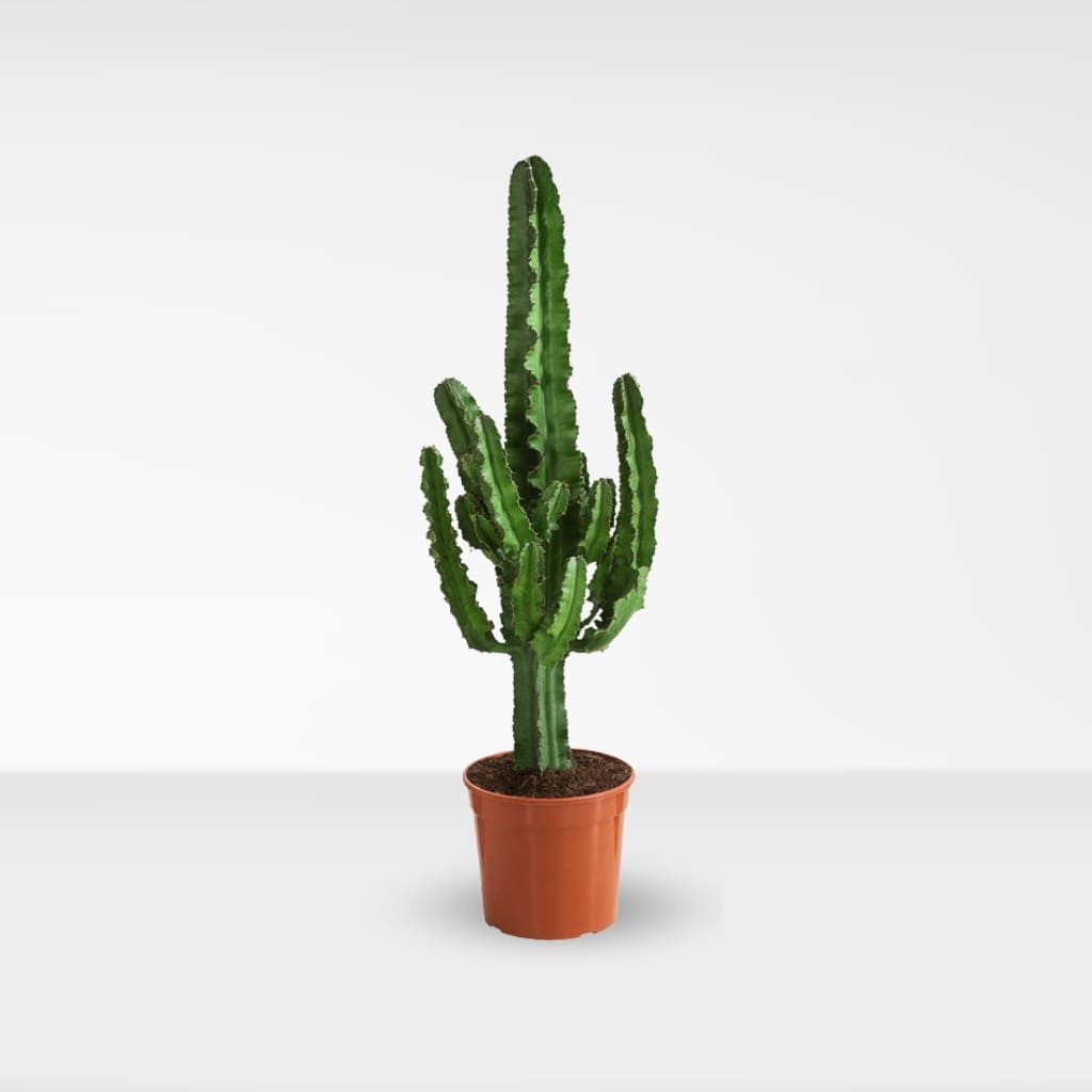 Kaufen Sie einen großen Euphorbia-Kaktus – Urbangreen