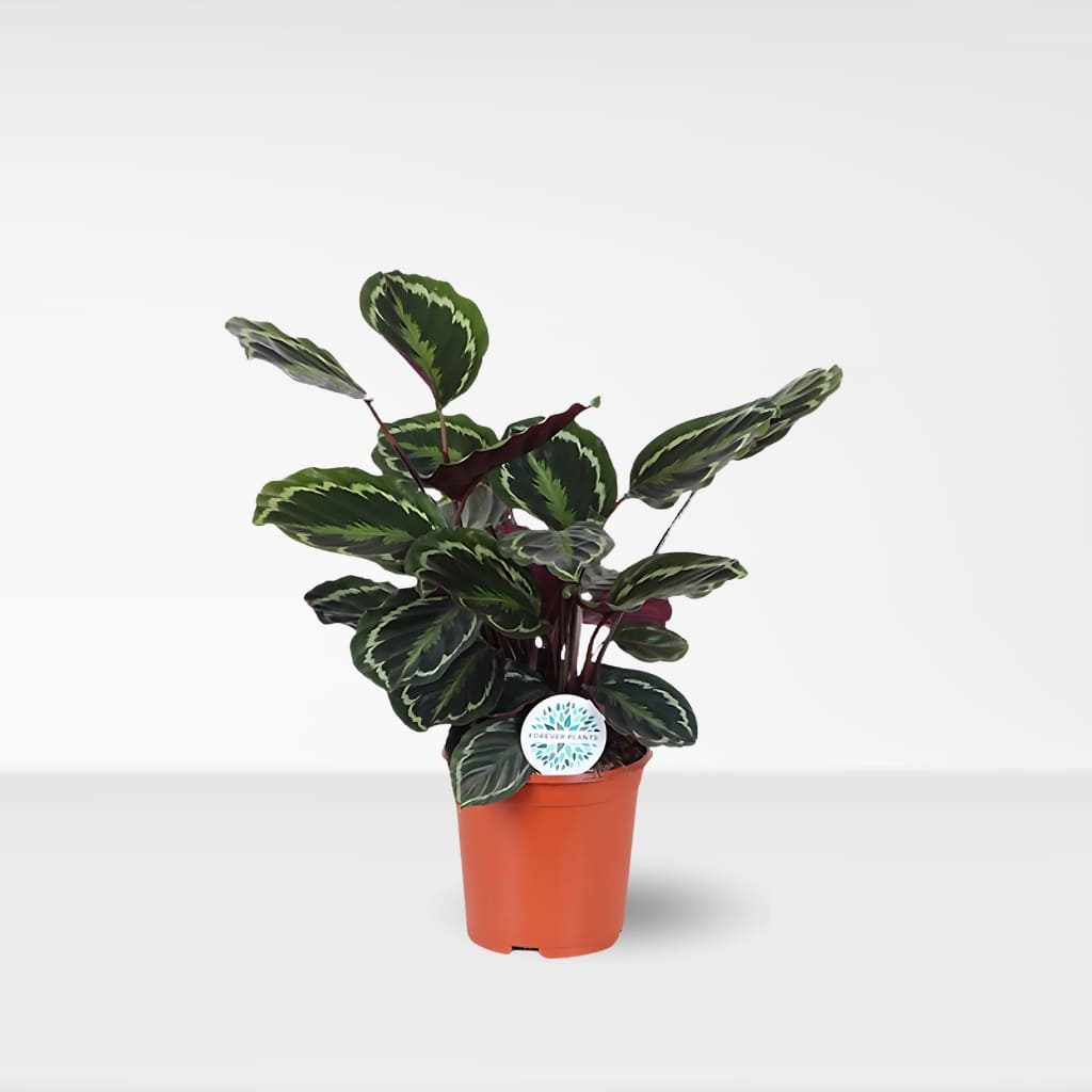 Comprar Calathea MEdallion online