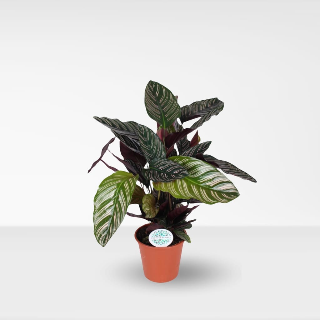 Comprar Calathea Ornata online a domiclio