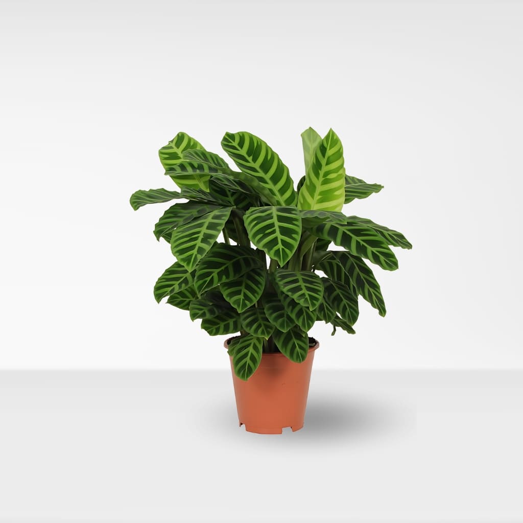 Comprar Calathea Zebrina online a domicilio