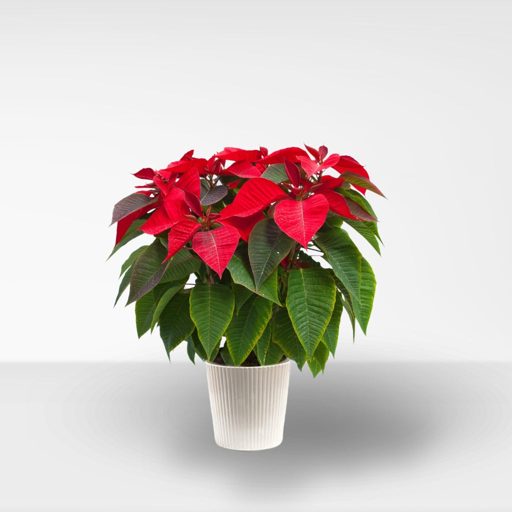 Comprar Flor de Pascua Grande (Poinsettia) 70 cm