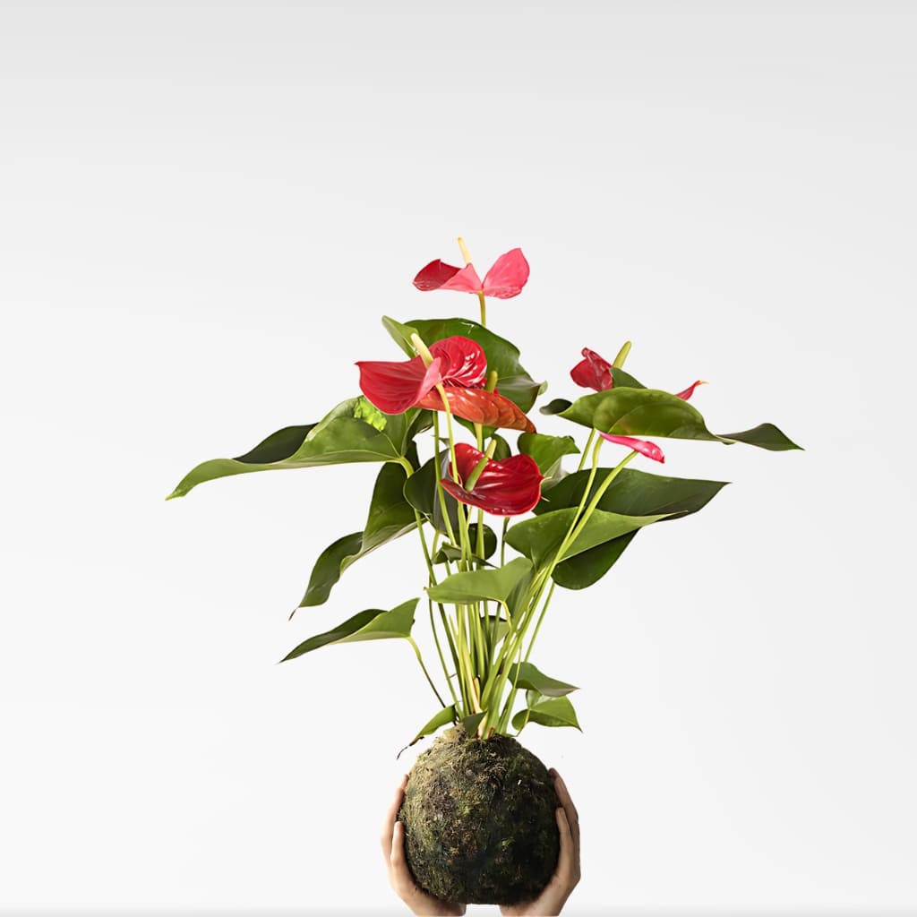 Comprar Kokedama Anthurium Rojo