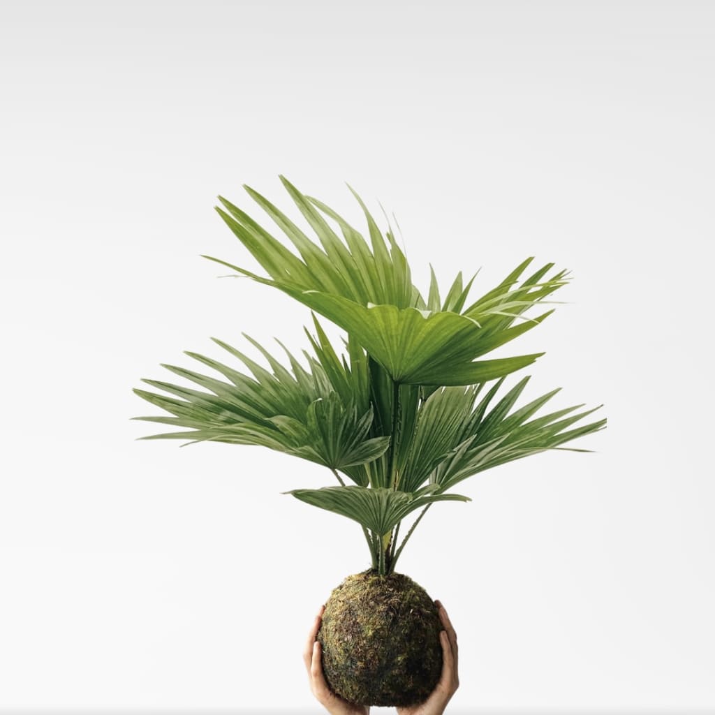 Comprar Kokedama Livistonia