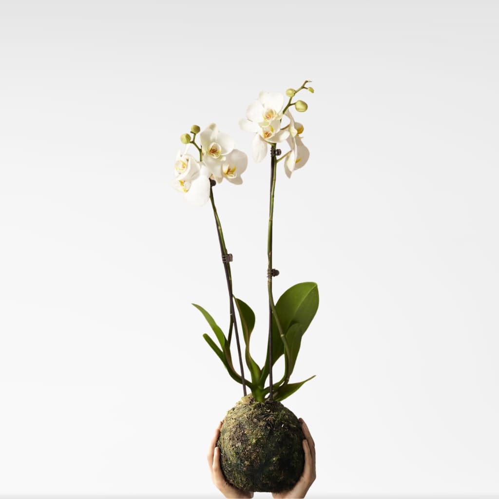 Kokedama Orquidea Branca