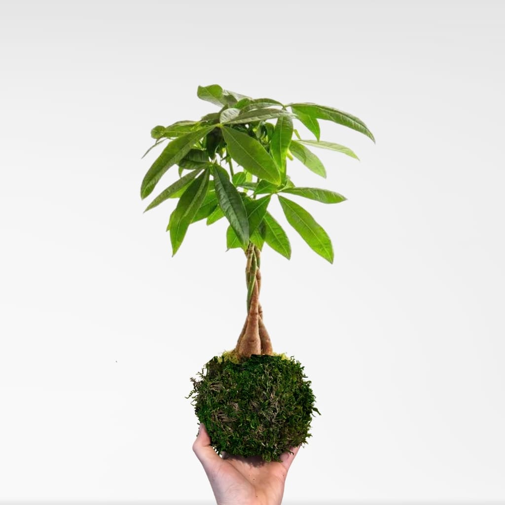 Comprar Kokedama Pachira Aquatica