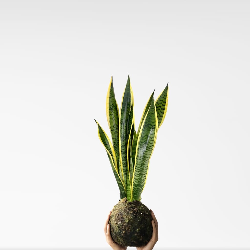 Comprar Kokedama Sansevieria Trifasciata Grande