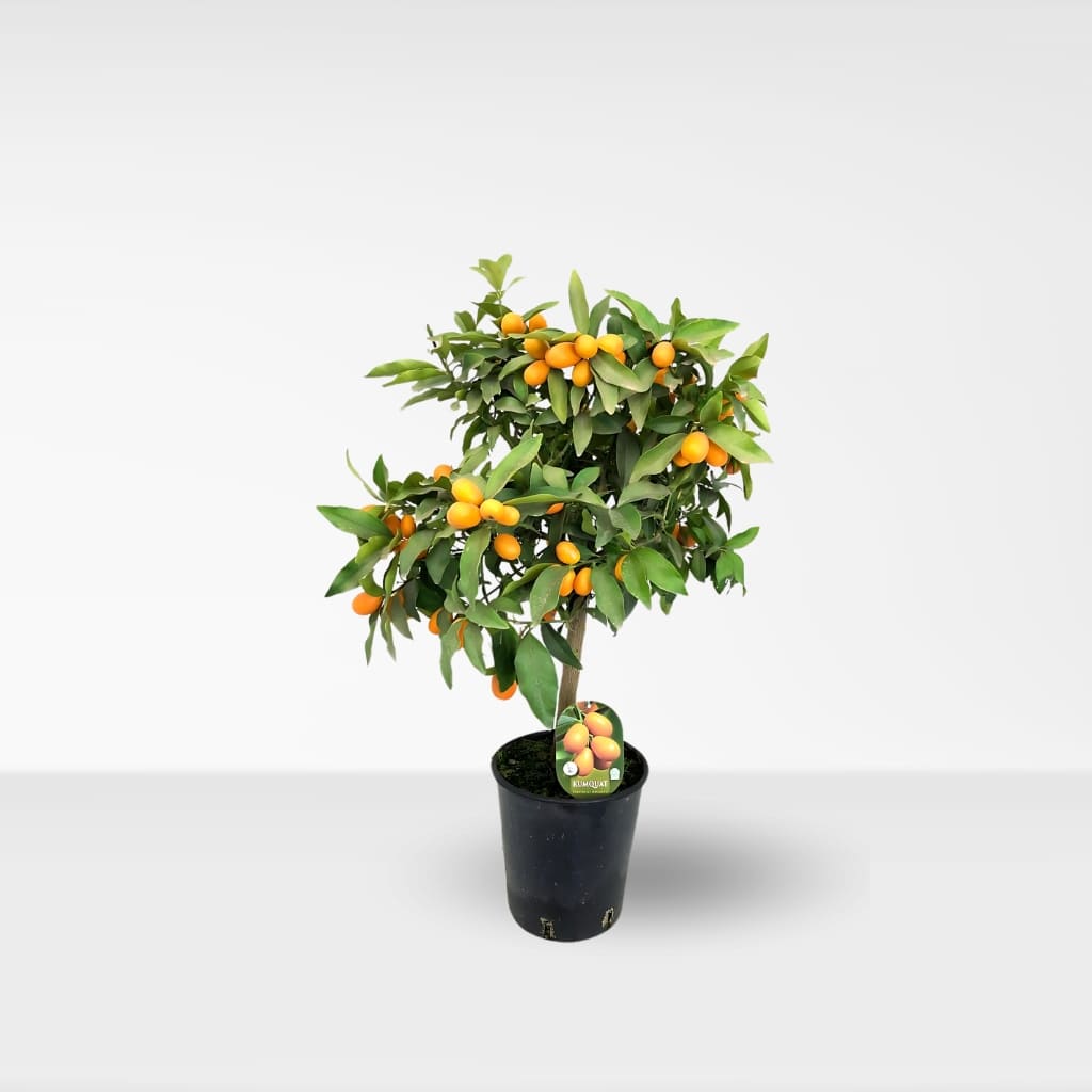 Comprar Kumquat a domicilio online