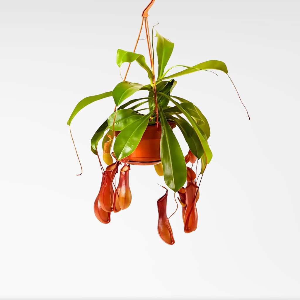 Népenthes Alata