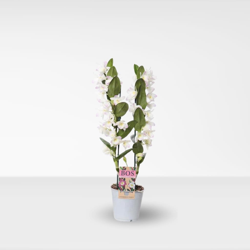 Comprar Oquidea Dendrobium Blanca online a domicilio.