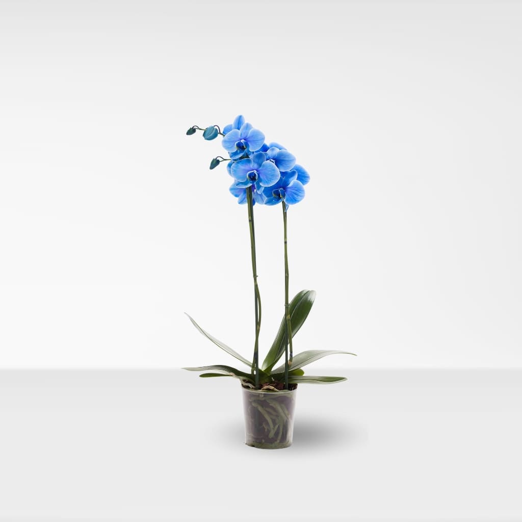 Comprar Orquídea Azul online a domicilio