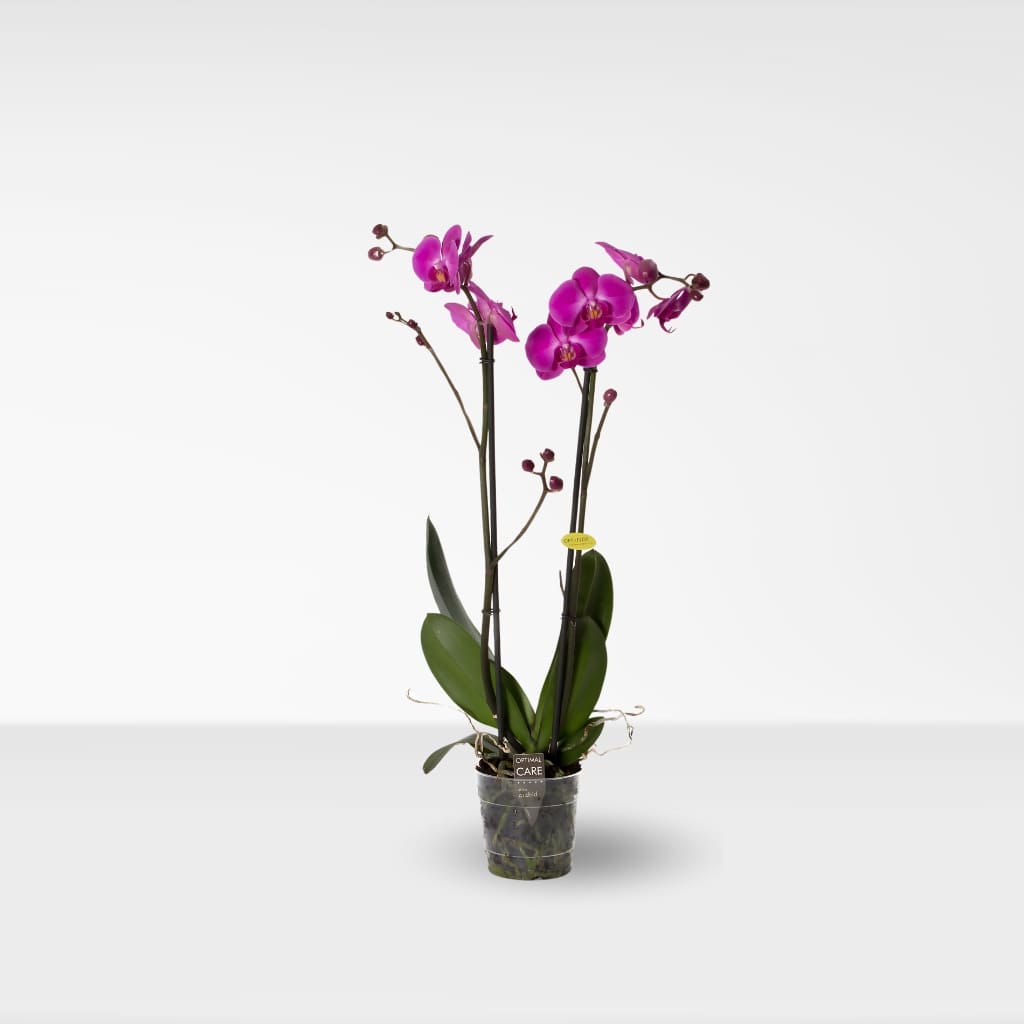 Comprar Orquidea fucsia online