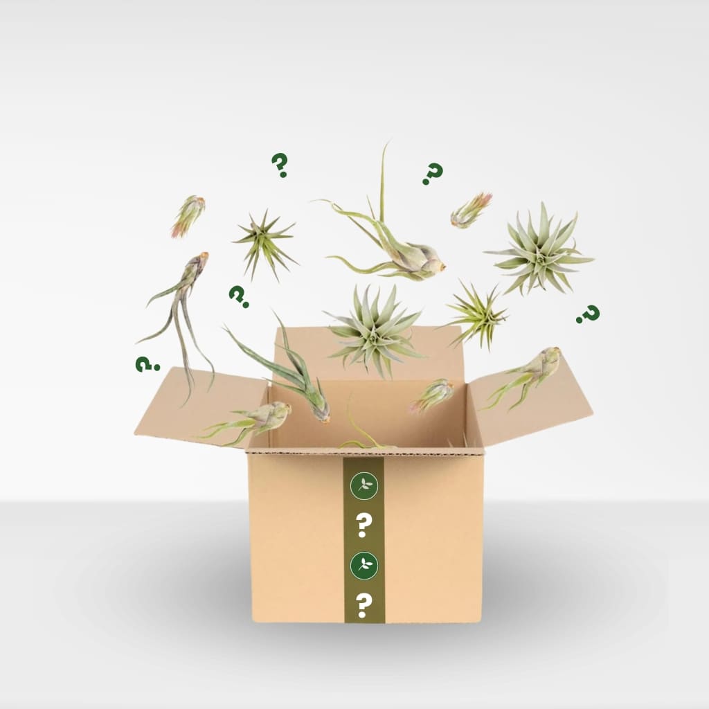 Comprar Pack Tillandsias | Mix de Plantas de Aire.