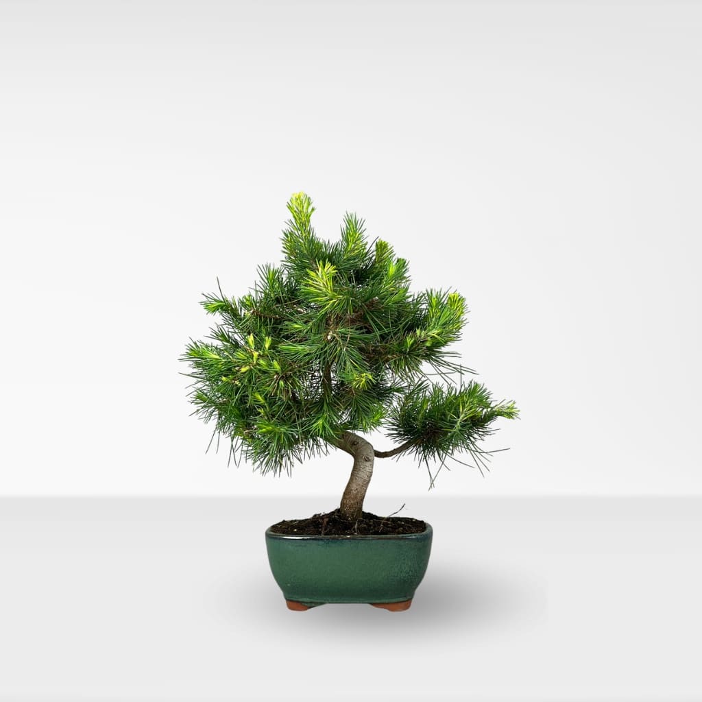 Comprar Pinus Halepensis online a domicilio