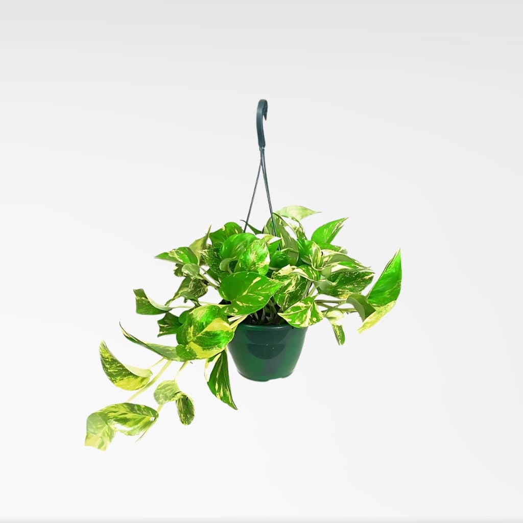 pothos pflanze kaufen Potho (Epipremnum aureum) kaufen – Urbangreen Store