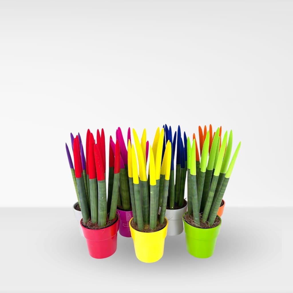 sansevieria cylindrica pintada Sansevieria Cylindrica Pintadas a domicilio