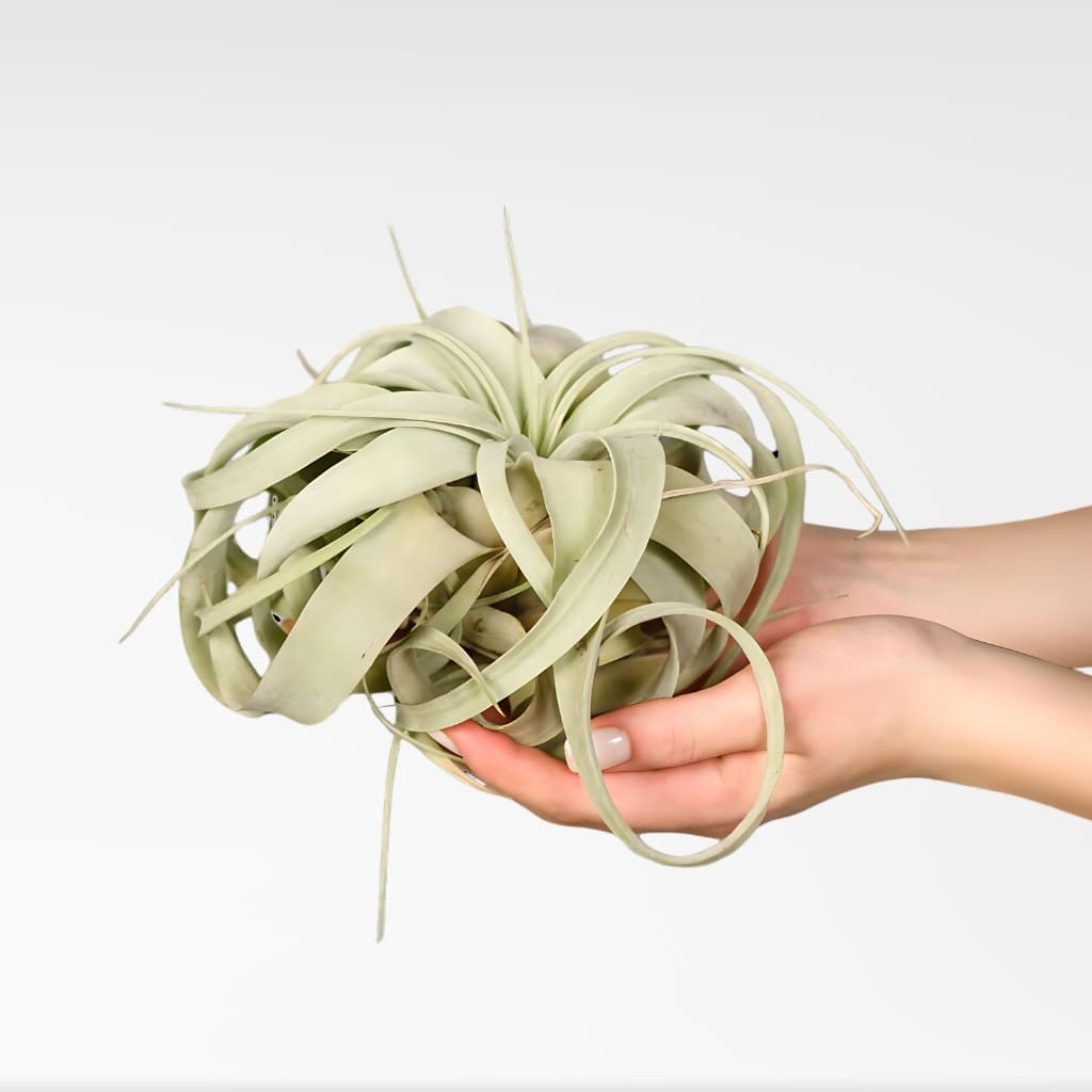 omprar Tillandsia Xerographica online