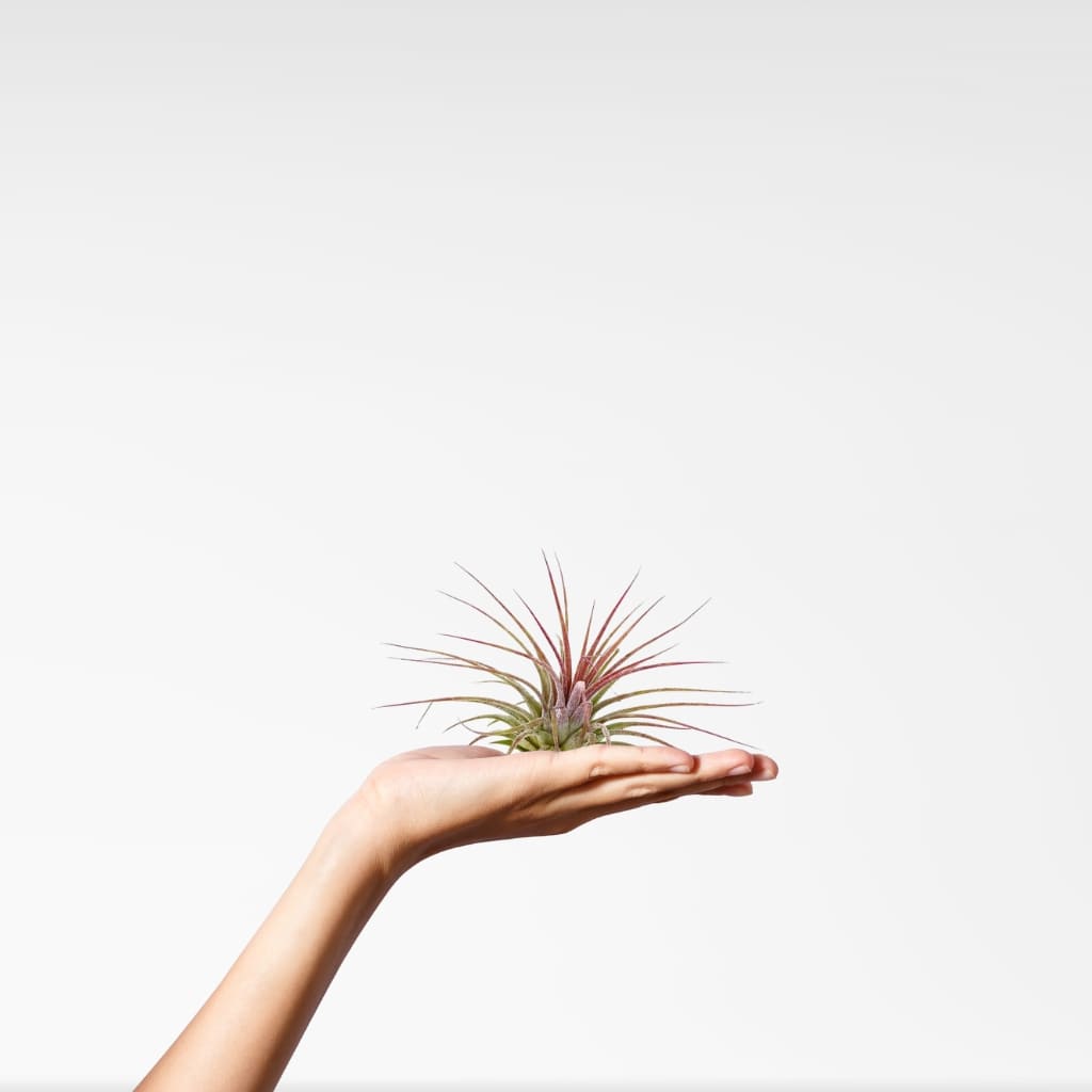 Comprar Tillandsia ionantha