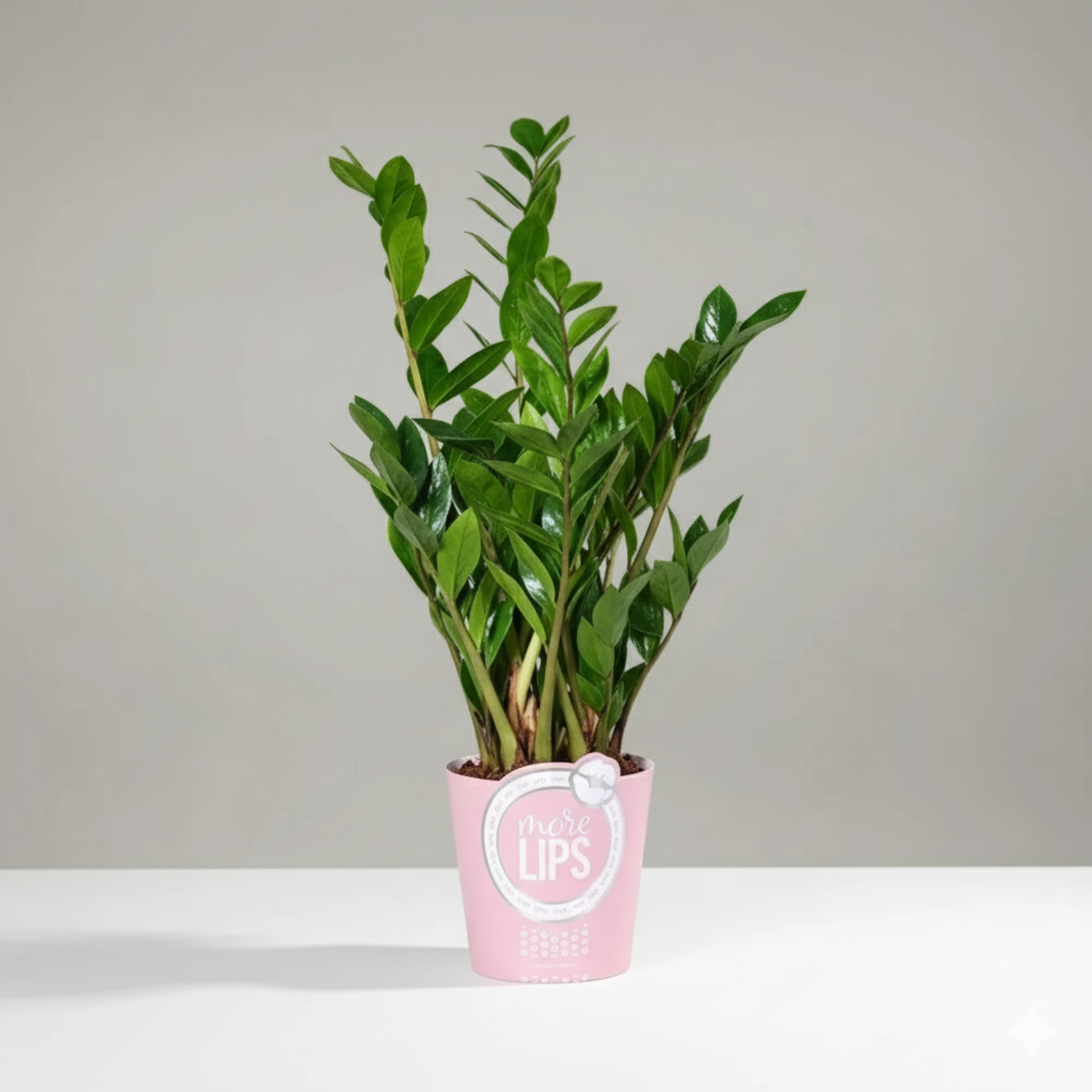 Comprar Zamioculca Zamiifolia online
