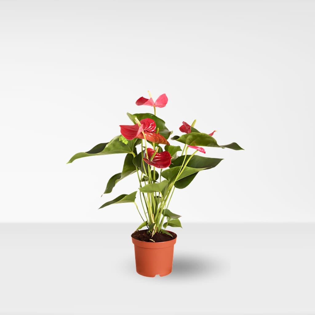 Anthurium rouge