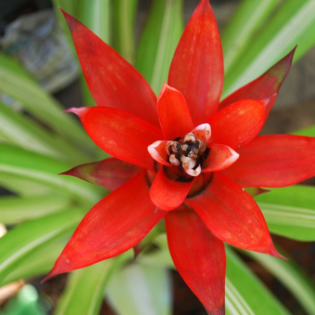 Flor fe la bromelia roja