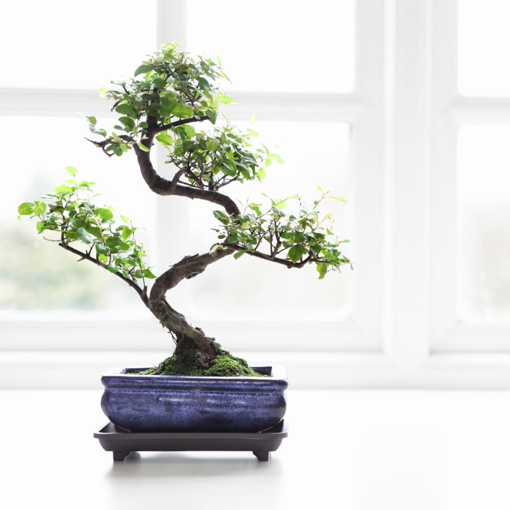 Bonsai Sageretia theezans (6 años)