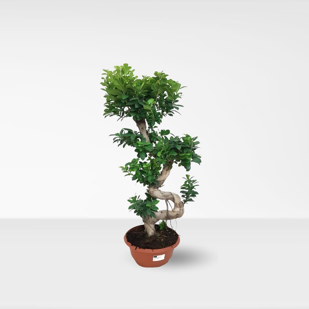 Comprar Bonsai grande 